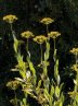 image PatnatArt122.jpg (61.0kB)
Lien vers: http://wikigarrigue.info/galerie/main.php?g2_itemId=4686