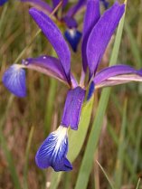 image 290pxIris_spuria_maritima_smdl_01.jpeg (24.1kB)