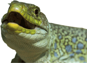Lezard