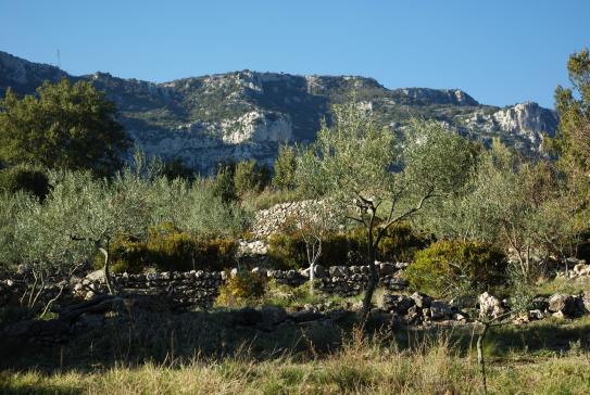 Olivette devant la Séranne à Saint-Jean-de-Buèges.jpg