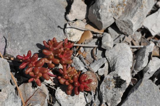 image Sedum_ClaretLeVieux_LM.jpg (0.6MB)