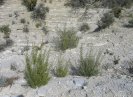 image GeolArt55.jpg (93.5kB)
Lien vers: http://wikigarrigue.info/galerie/main.php?g2_itemId=4800